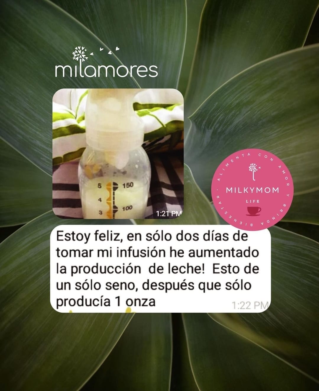 Especial de la infusión MilkyMom de Milamores para la lactancia