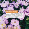 PerfectBody-Milamores-infusiones